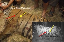 Endangered Tiger Killed in Myanmar Came from Thailand 